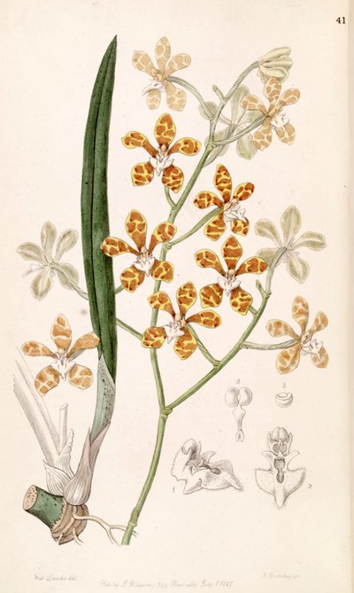 Staurochilus ionosmus by Miss Drake